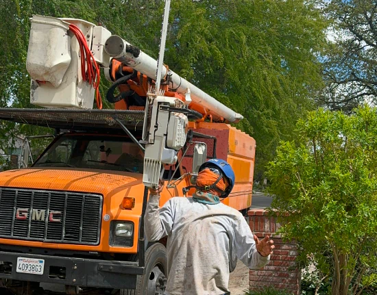 City To City Tree Enhancement c