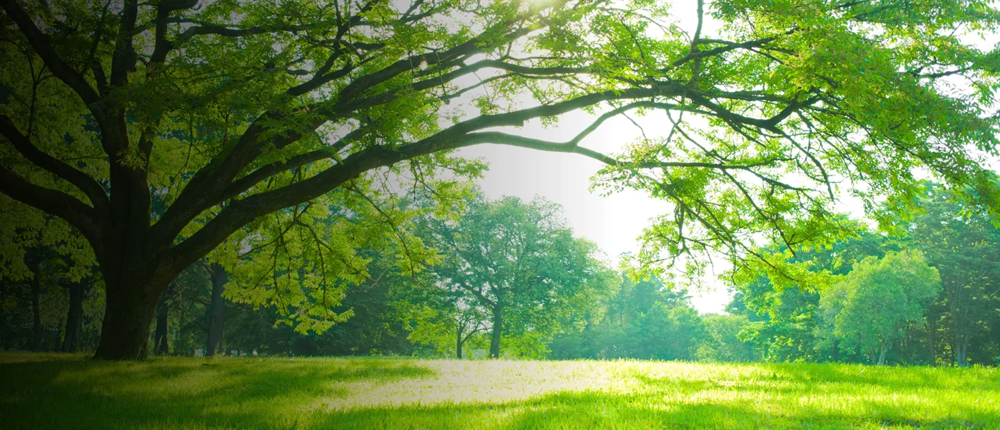 City To City Tree Enhancement hero