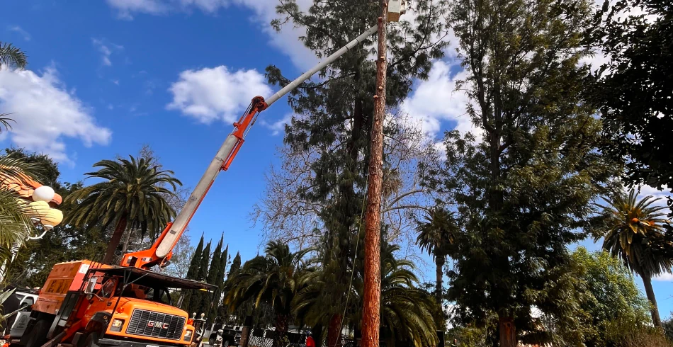 Crane Tree Removal (1) Crane Tree Removal (1)