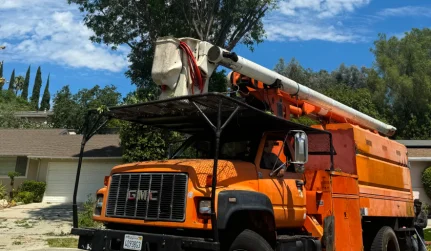 Crane Tree Removal