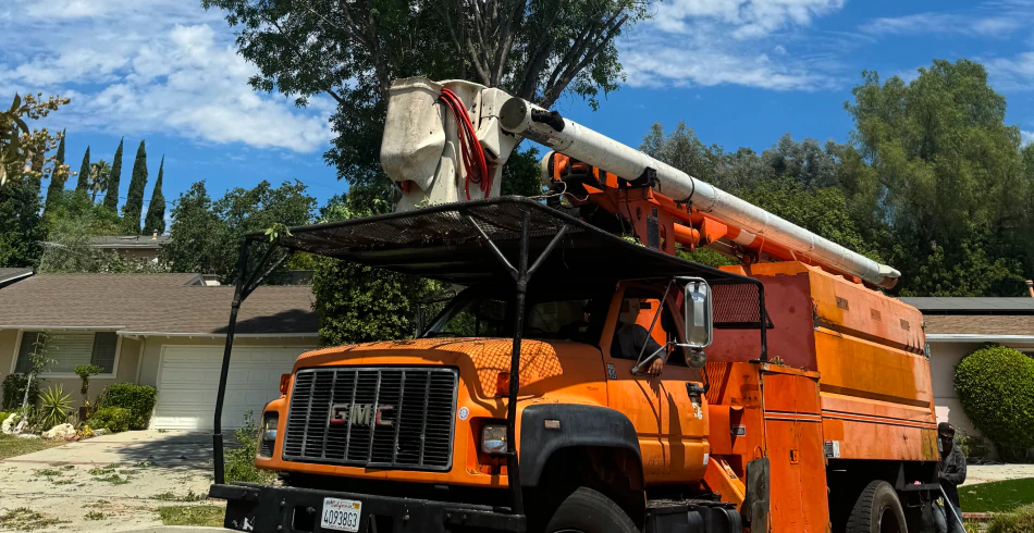 Crane Tree Removal Crane Tree Removal