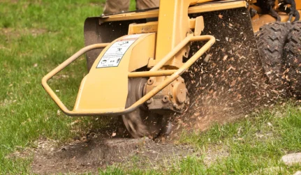 Stump Grinding & Removal