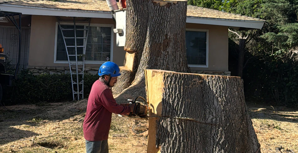Tree Removal (1) Tree Removal (1)